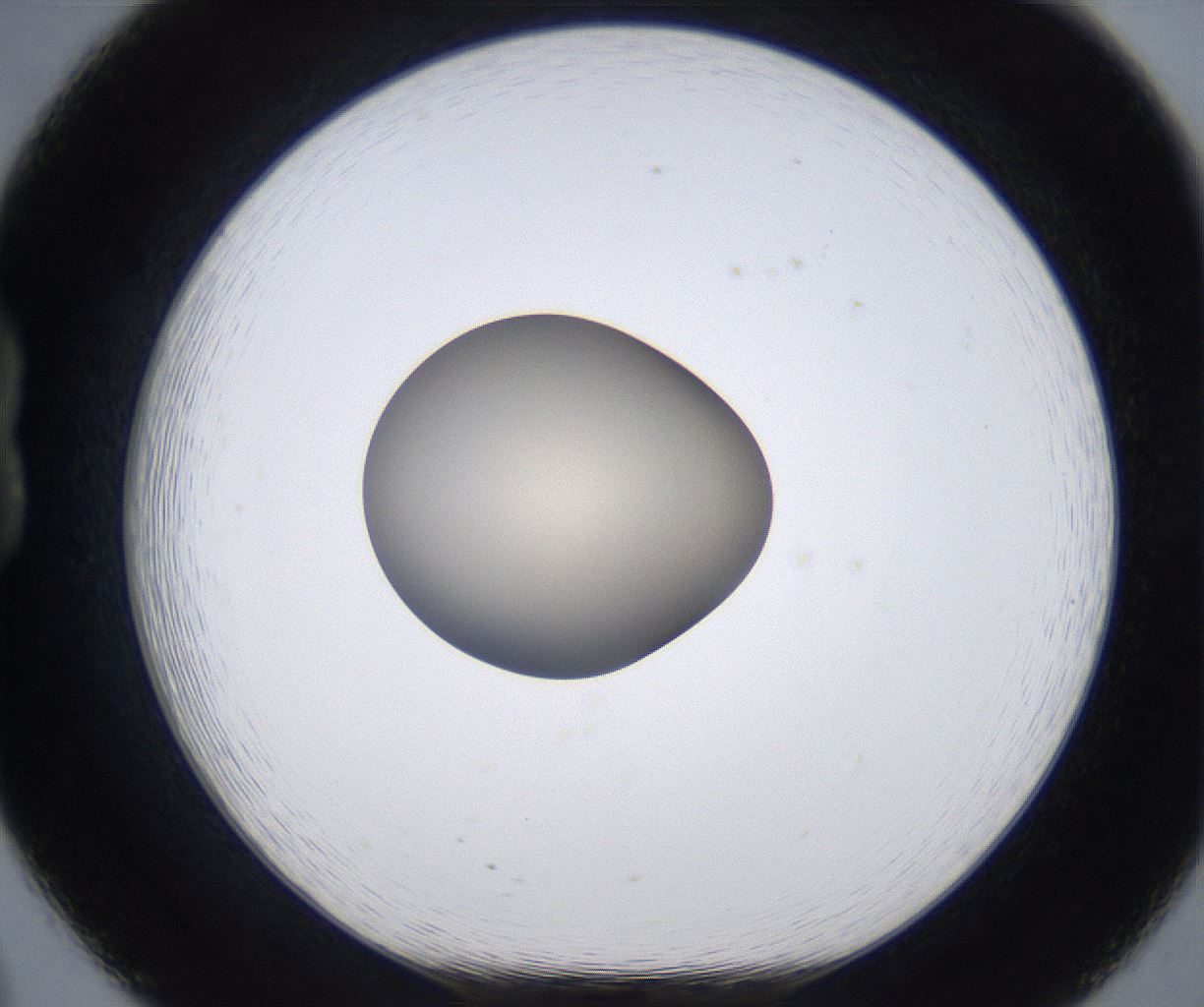 folderID392_plateID2392_batchID11276_wellNum20_profileID1_d1_r176438_ef.jpg