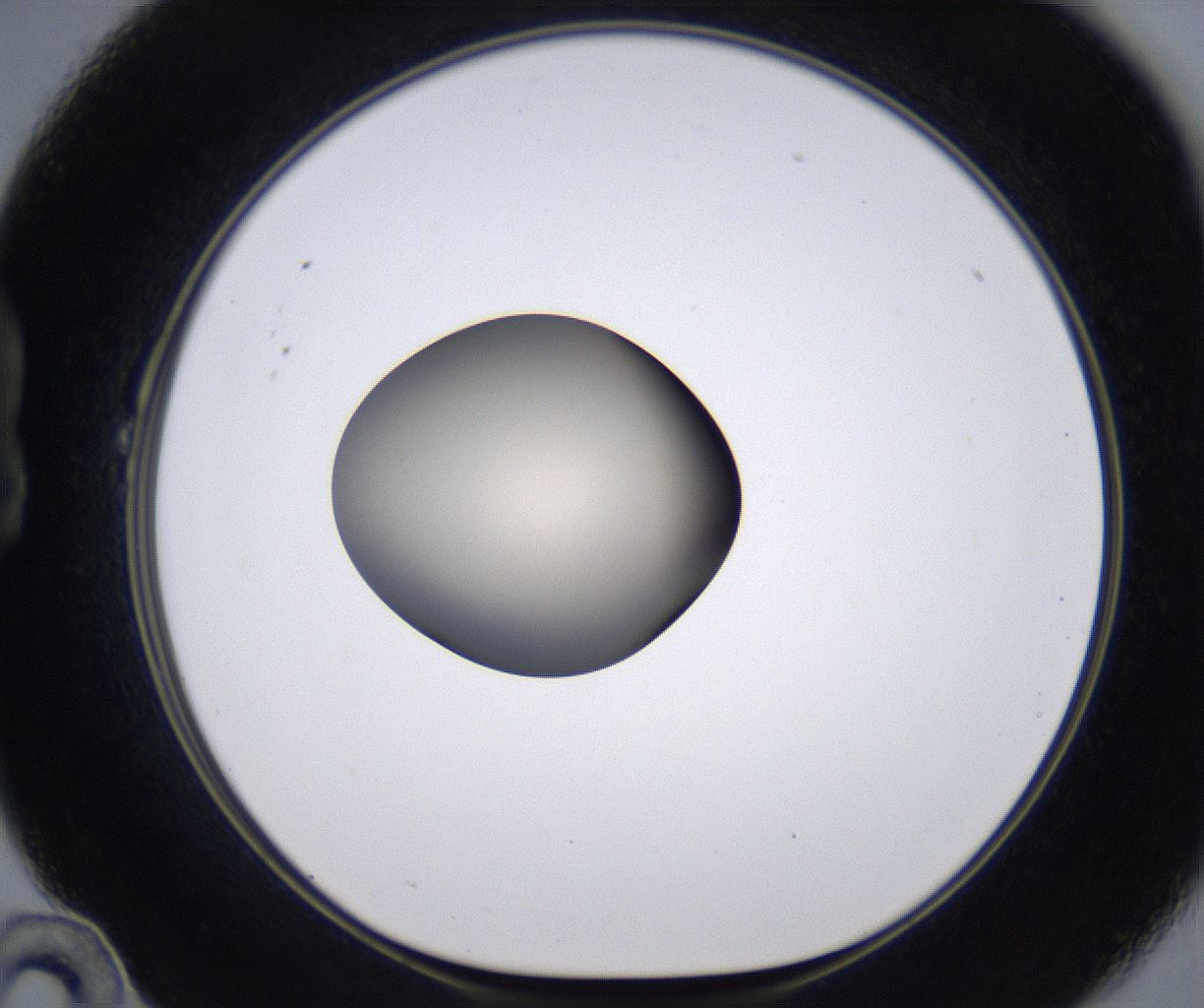 folderID392_plateID2392_batchID11276_wellNum22_profileID1_d1_r176440_ef.jpg