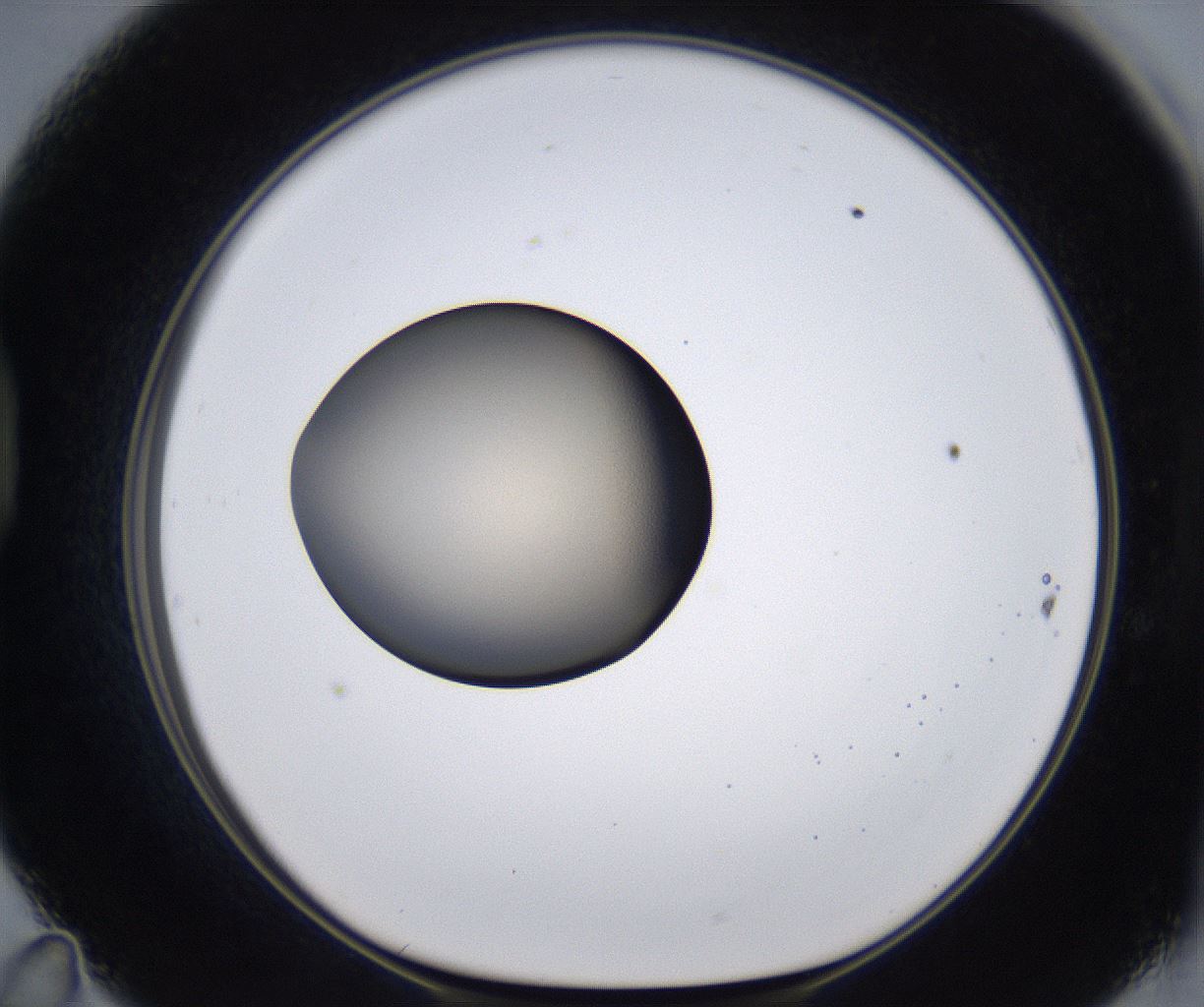 folderID392_plateID2392_batchID11276_wellNum47_profileID1_d1_r176465_ef.jpg
