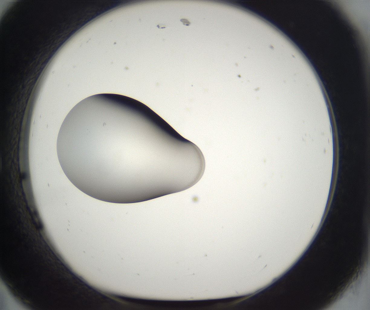 folderID393_plateID2393_batchID11277_wellNum11_profileID1_d1_r177101_ef.jpg