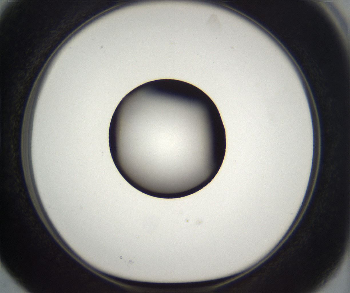 folderID393_plateID2393_batchID11277_wellNum15_profileID1_d1_r177105_ef.jpg