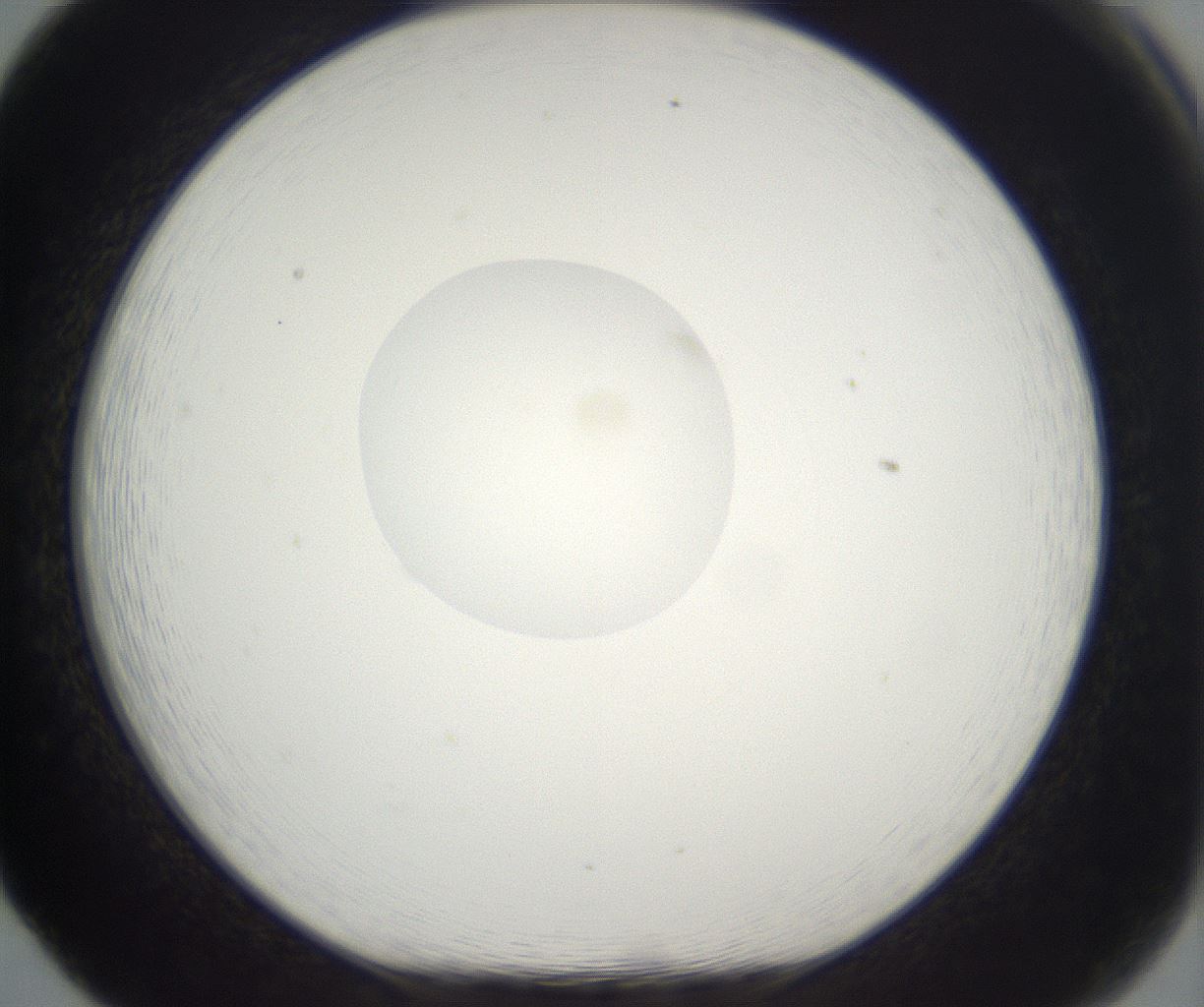 folderID393_plateID2393_batchID11277_wellNum65_profileID1_d1_r177155_ef.jpg