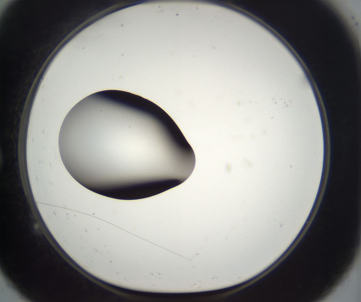 folderID393_plateID2393_batchID11277_wellNum9_profileID1_d1_r177099_ef.jpg