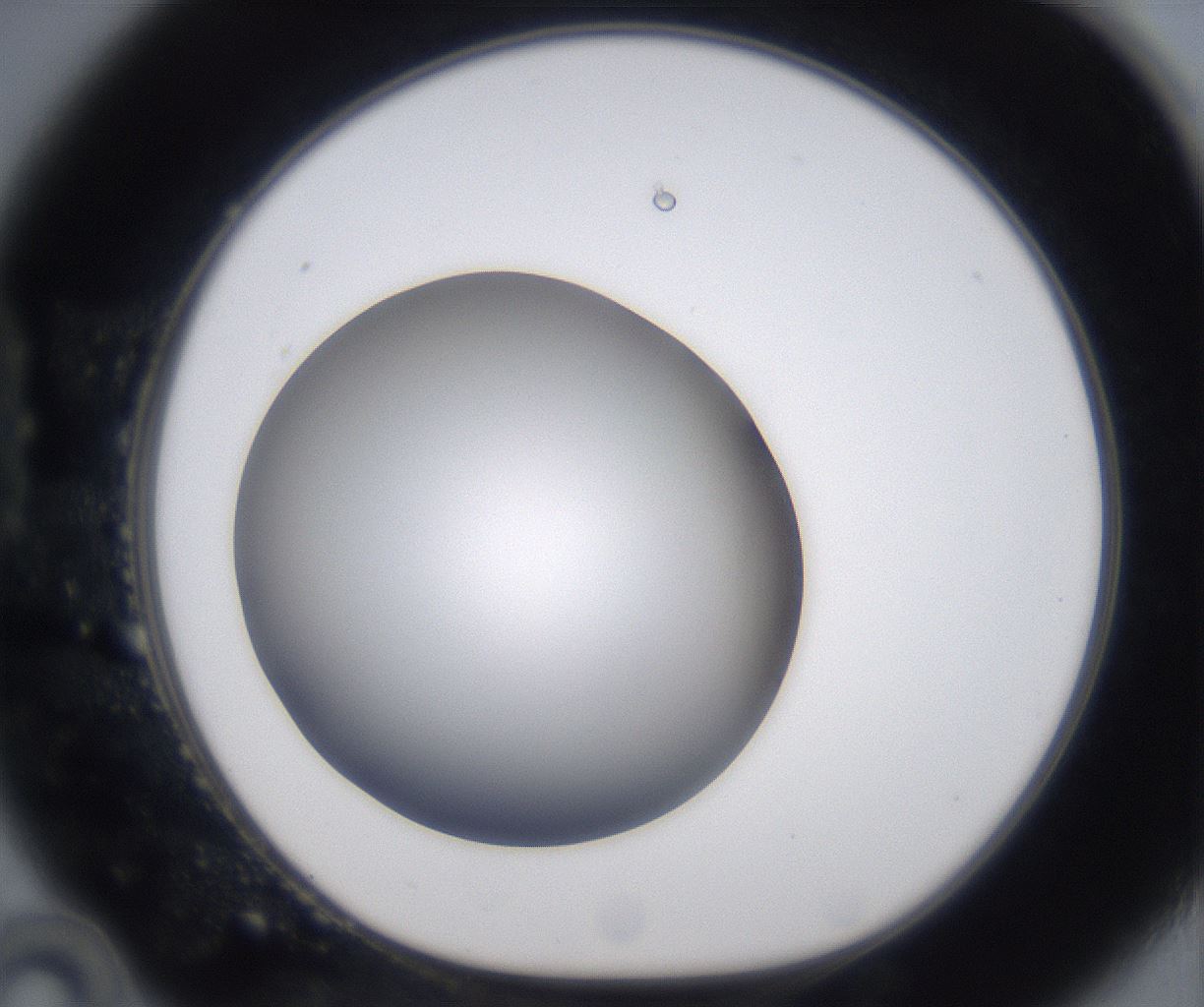 folderID394_plateID2394_batchID11279_wellNum22_profileID1_d1_r176536_ef.jpg