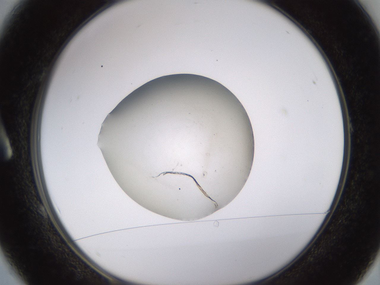 folderID395_plateID1395_batchID5058_wellNum1_profileID1_d1_r85650_ef.jpg