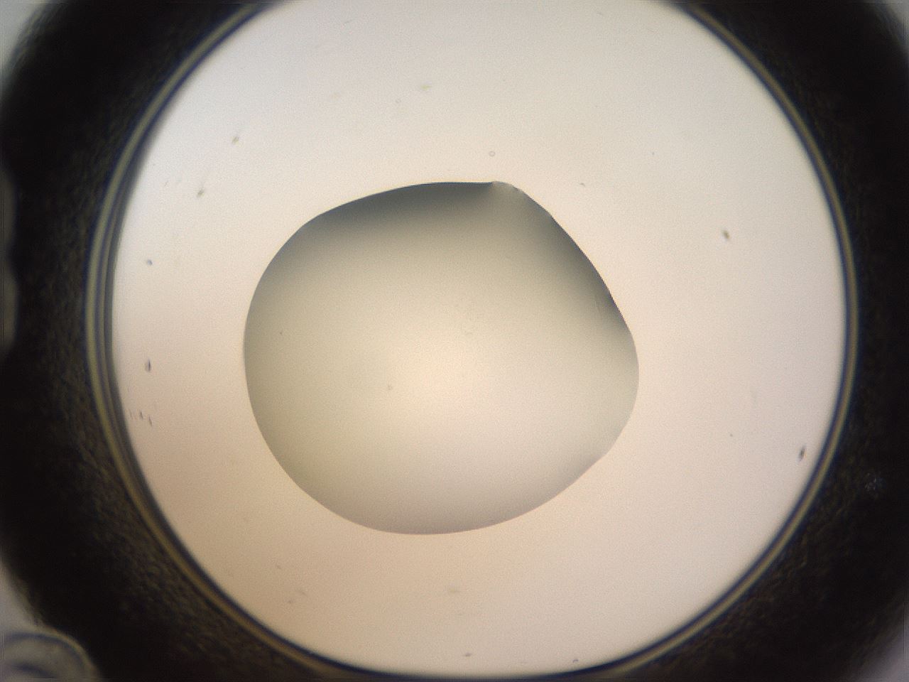 folderID395_plateID1395_batchID5058_wellNum24_profileID1_d1_r85673_ef.jpg