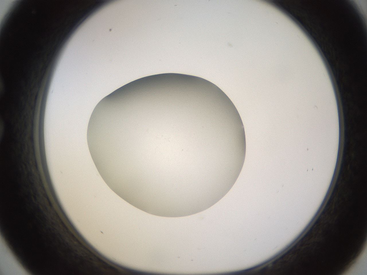 folderID395_plateID1395_batchID5058_wellNum33_profileID1_d1_r85682_ef.jpg