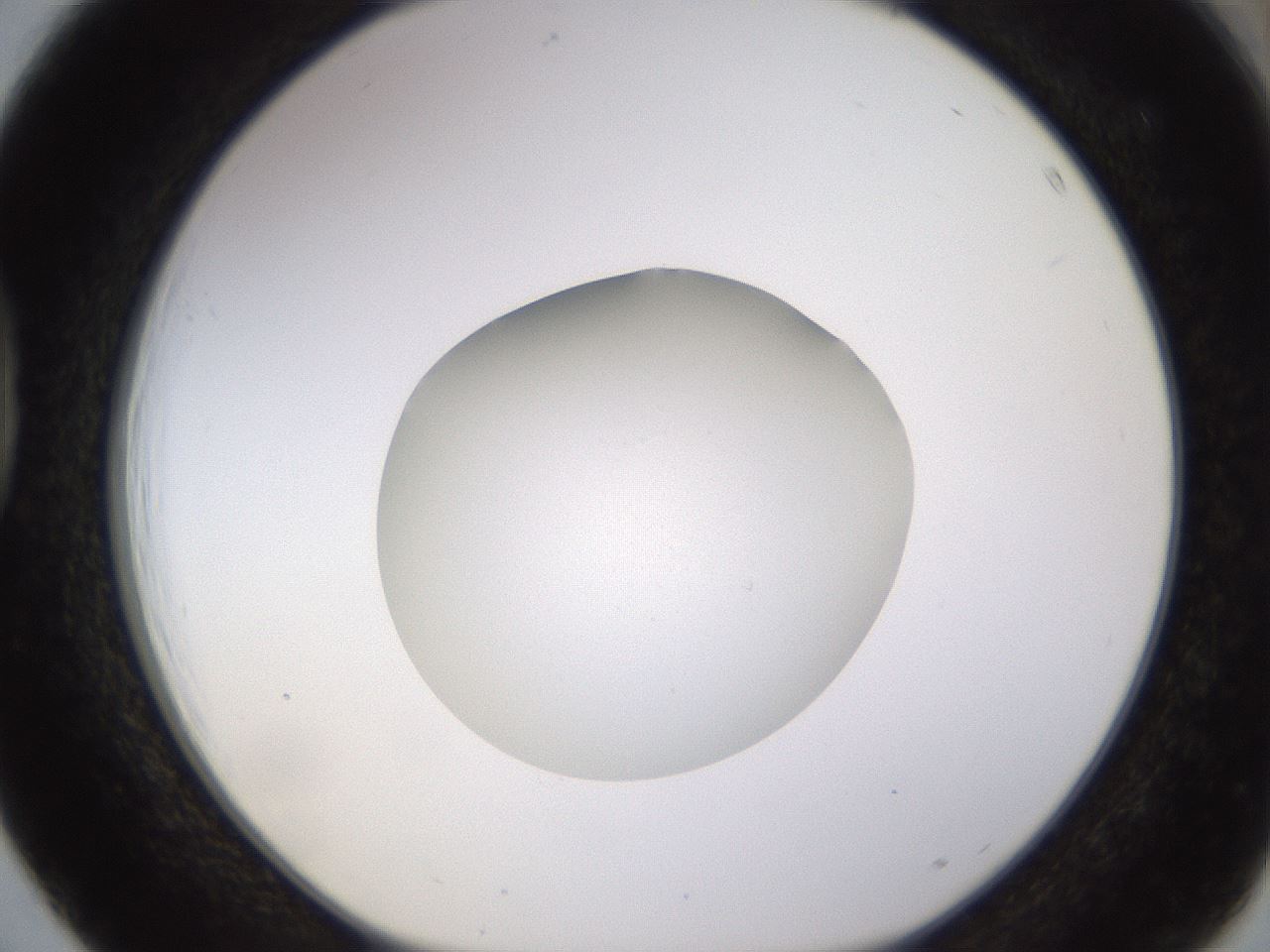 folderID395_plateID1395_batchID5058_wellNum39_profileID1_d1_r85688_ef.jpg