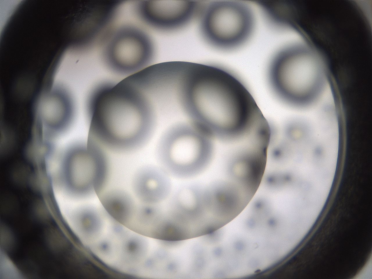 folderID395_plateID1395_batchID5058_wellNum40_profileID1_d1_r85689_ef.jpg