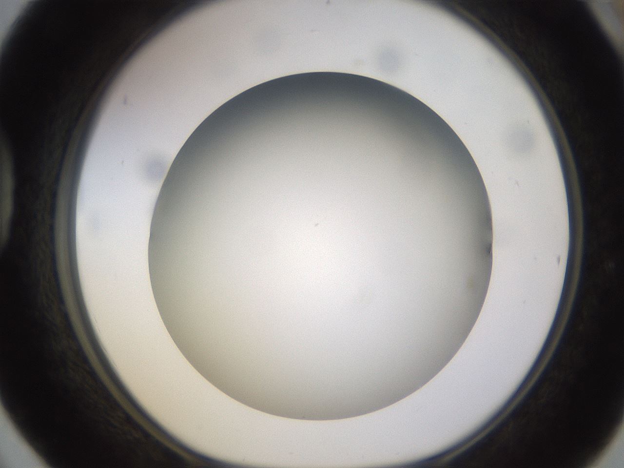 folderID395_plateID1395_batchID5058_wellNum42_profileID1_d1_r85691_ef.jpg