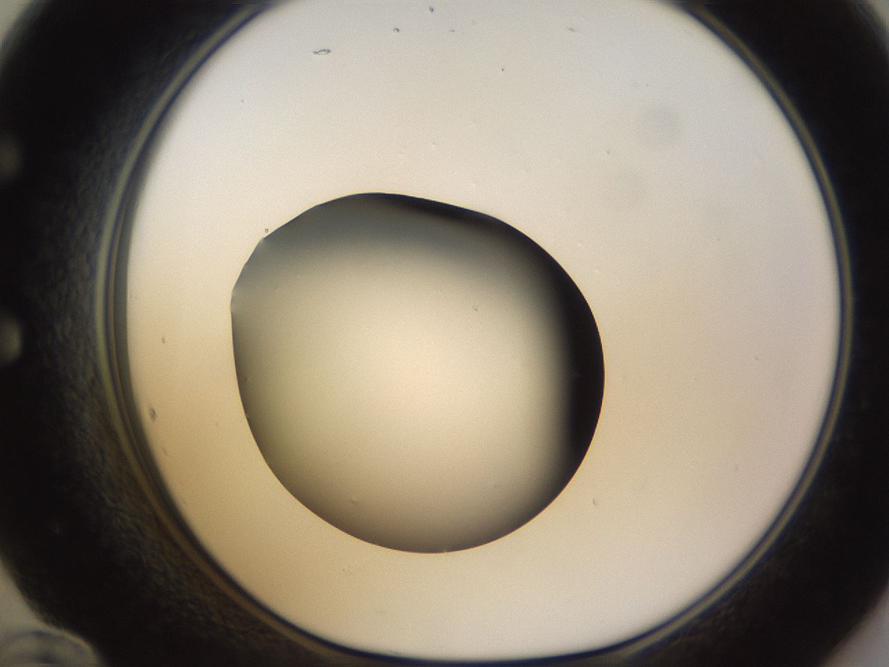 folderID395_plateID1395_batchID5058_wellNum60_profileID1_d1_r85709_ef.jpg
