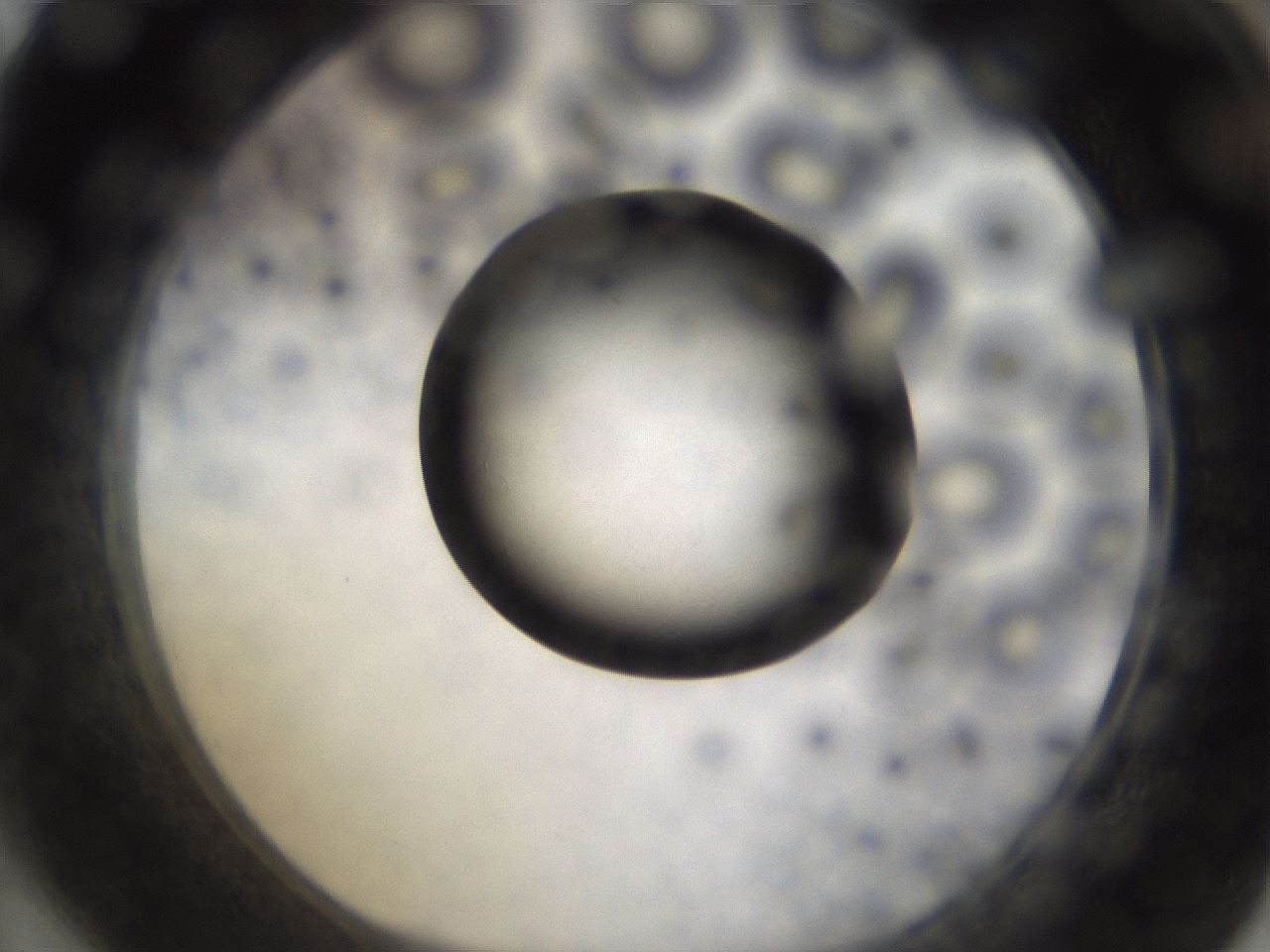 folderID395_plateID1395_batchID5058_wellNum64_profileID1_d1_r85713_ef.jpg
