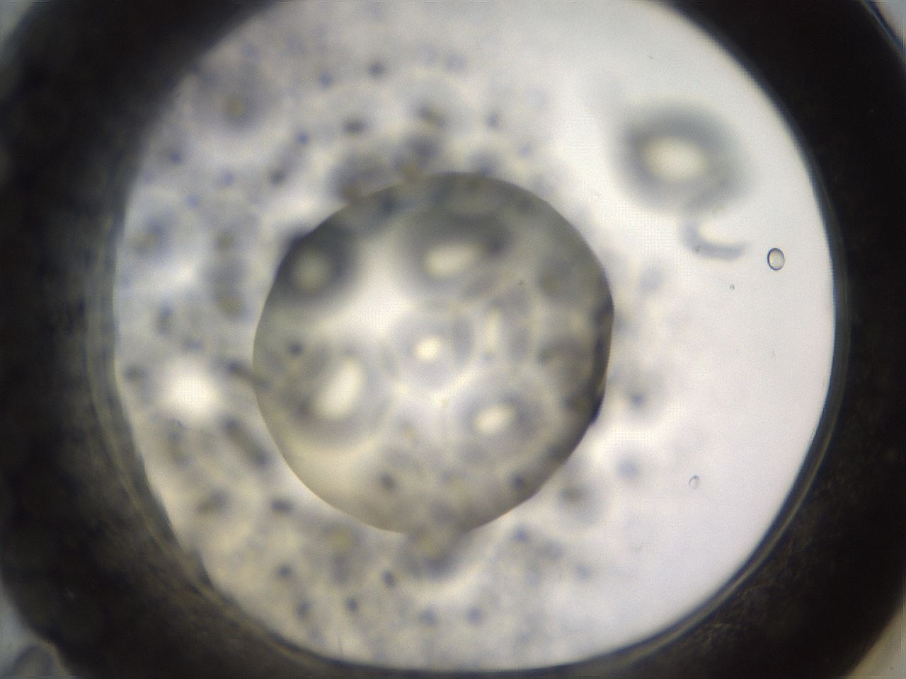 folderID395_plateID1395_batchID5058_wellNum71_profileID1_d1_r85720_ef.jpg