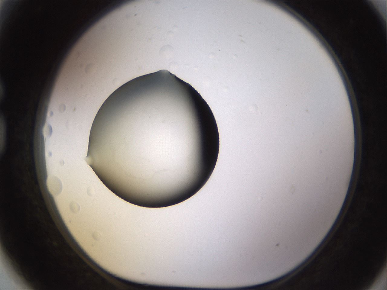folderID395_plateID1395_batchID5058_wellNum81_profileID1_d1_r85730_ef.jpg