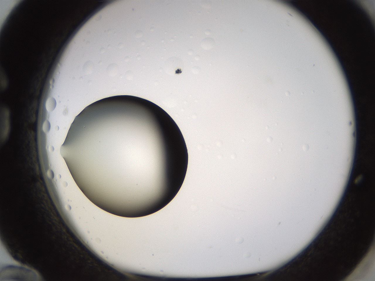folderID395_plateID1395_batchID5058_wellNum84_profileID1_d1_r85733_ef.jpg
