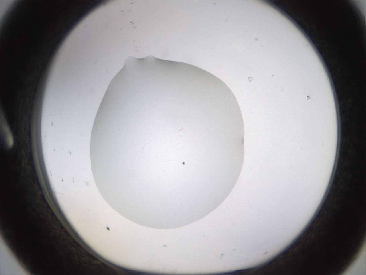 folderID395_plateID1395_batchID5058_wellNum8_profileID1_d1_r85657_ef.jpg