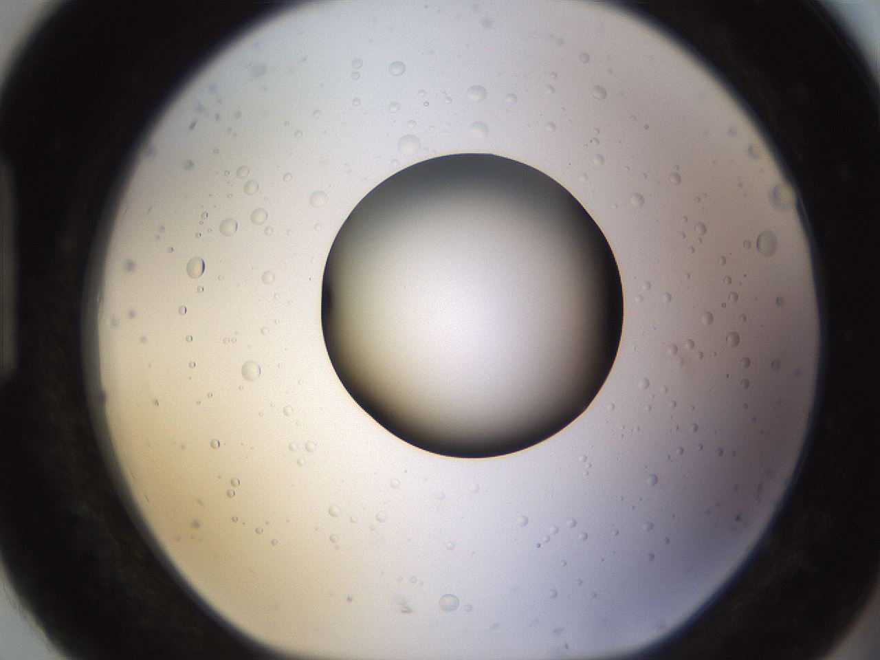 folderID395_plateID1395_batchID5058_wellNum92_profileID1_d1_r85741_ef.jpg