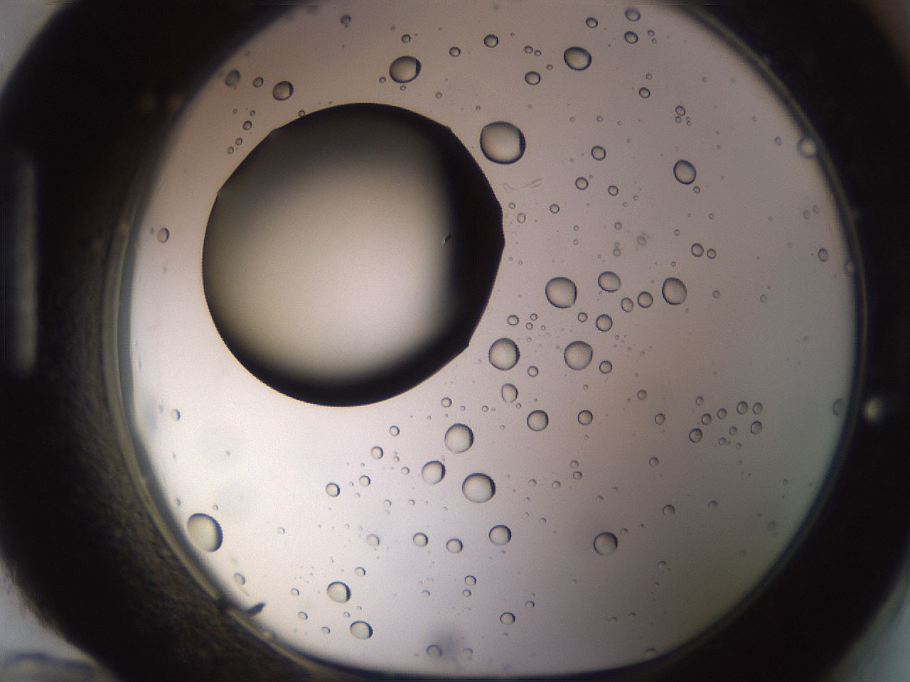 folderID395_plateID1395_batchID5058_wellNum96_profileID1_d1_r85745_ef.jpg