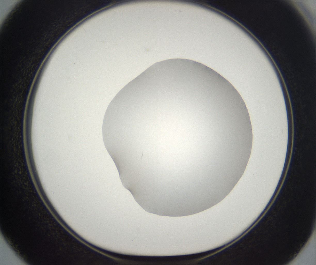 folderID395_plateID2395_batchID11264_wellNum50_profileID1_d1_r177428_ef.jpg