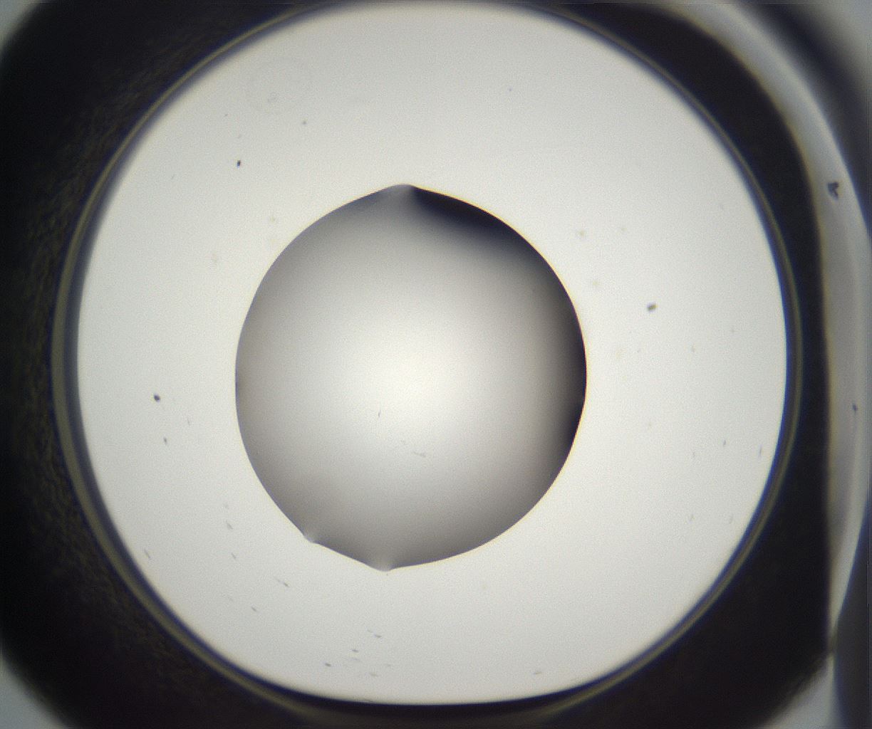 folderID395_plateID2395_batchID11264_wellNum57_profileID1_d1_r177435_ef.jpg