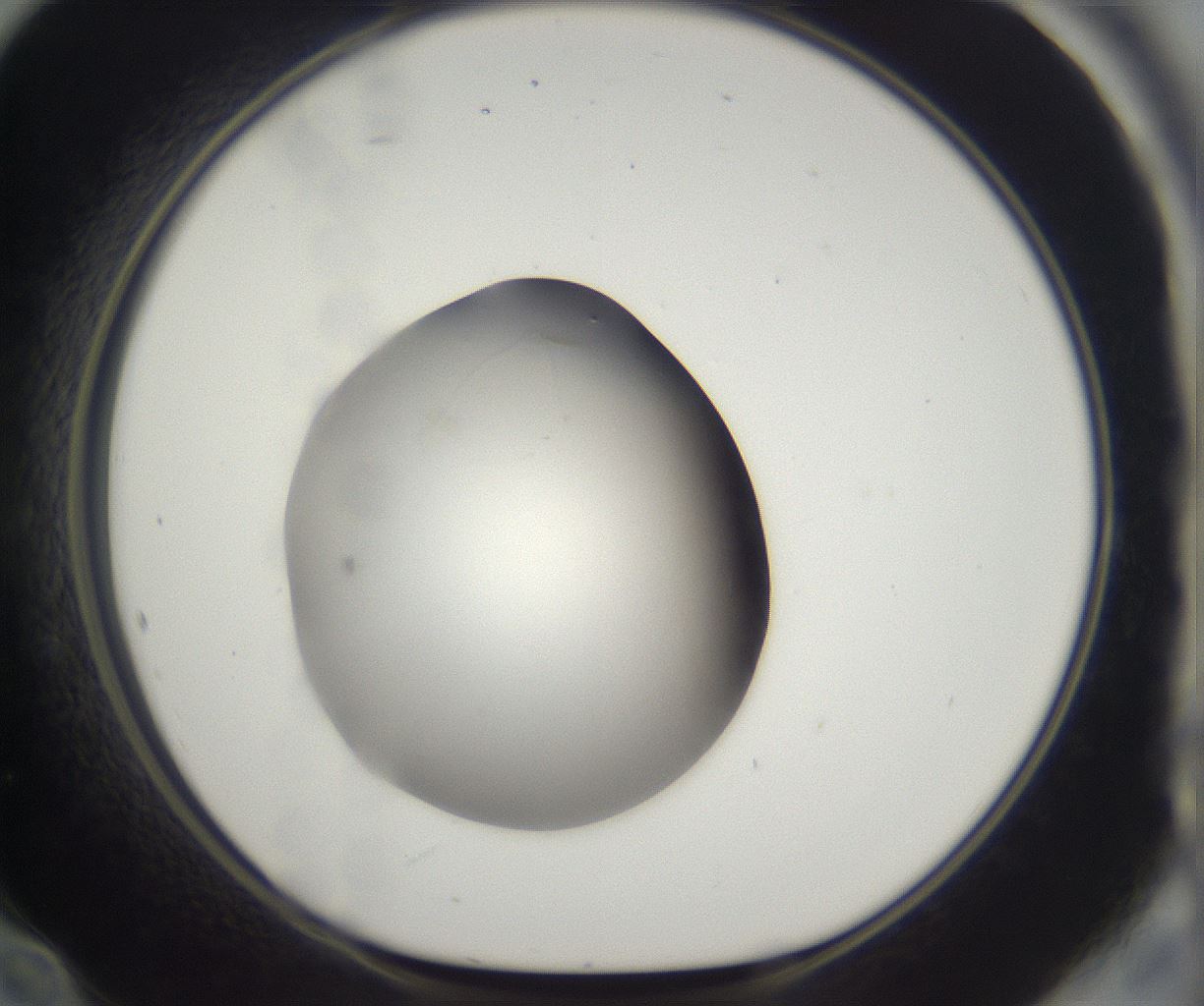 folderID395_plateID2395_batchID11264_wellNum60_profileID1_d1_r177438_ef.jpg