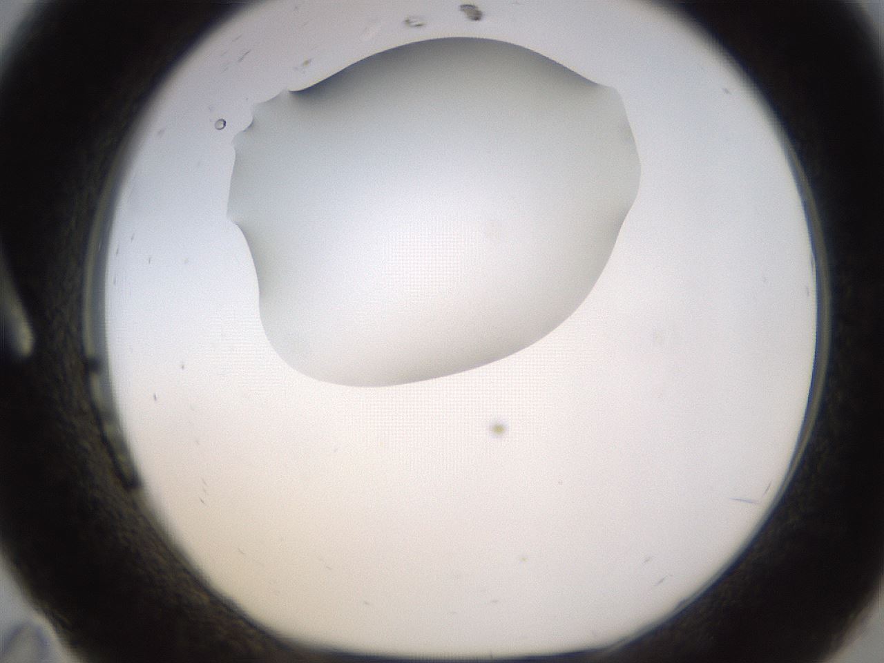 folderID396_plateID1396_batchID5051_wellNum11_profileID1_d1_r85084_ef.jpg