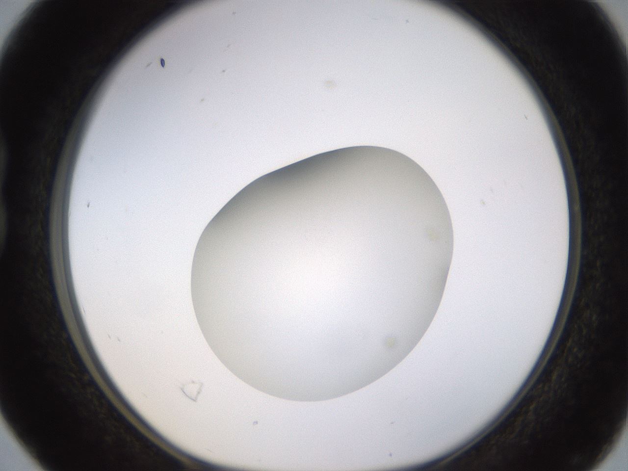 folderID396_plateID1396_batchID5051_wellNum16_profileID1_d1_r85089_ef.jpg