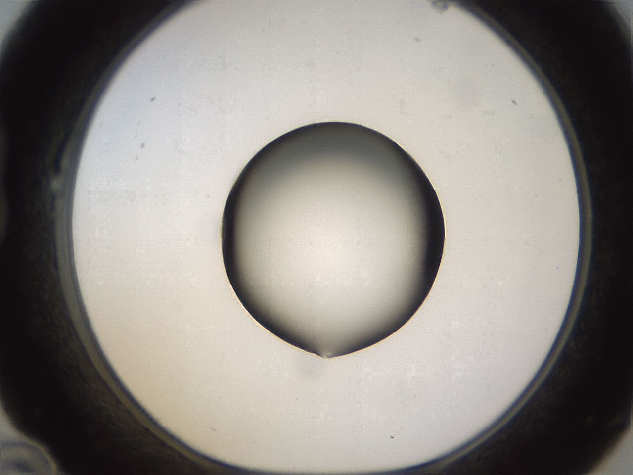 folderID396_plateID1396_batchID5051_wellNum22_profileID1_d1_r85095_ef.jpg