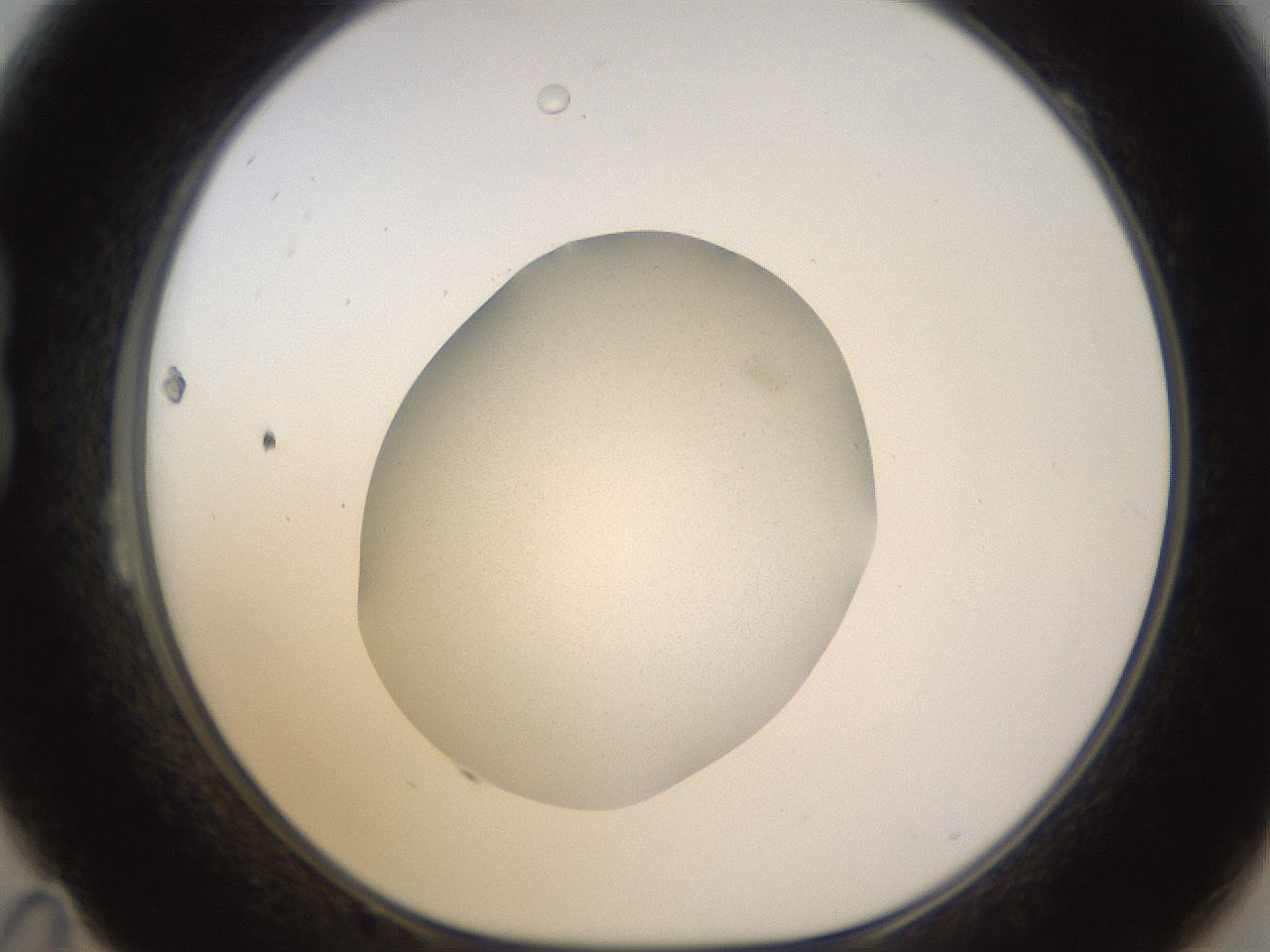 folderID396_plateID1396_batchID5051_wellNum23_profileID1_d1_r85096_ef.jpg