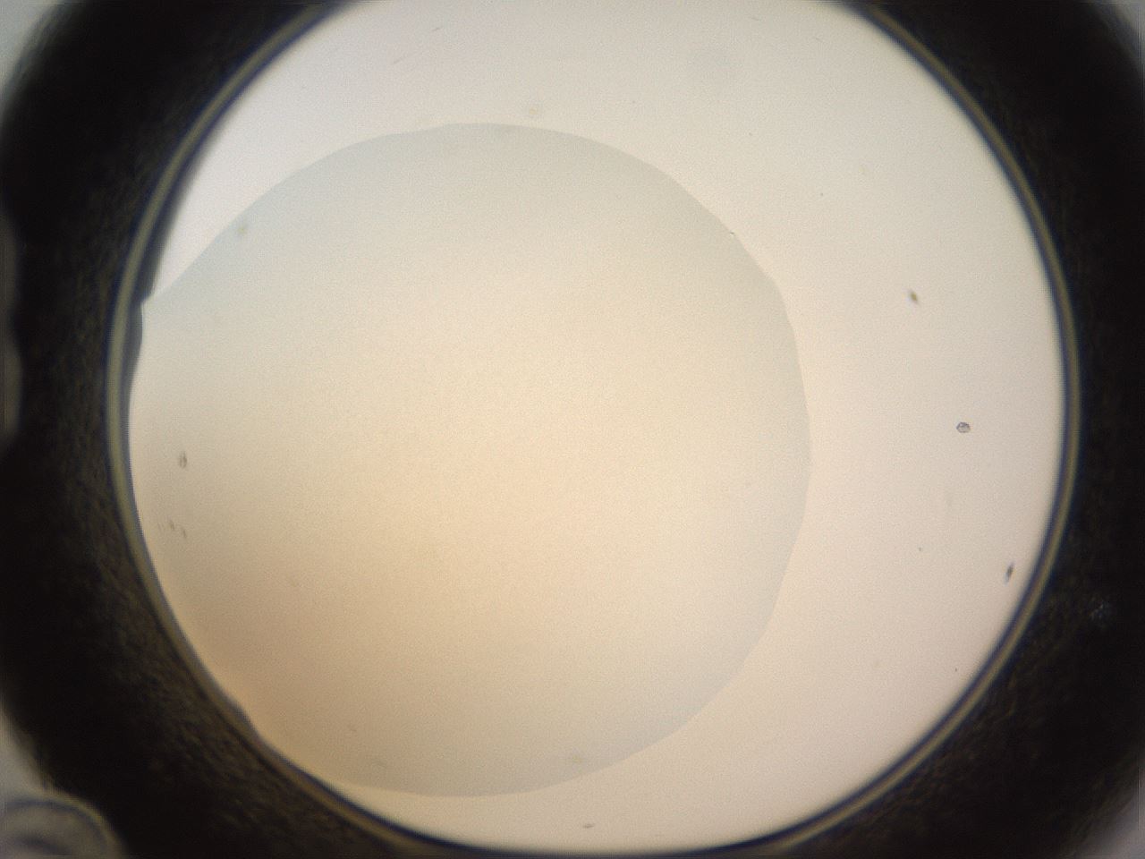 folderID396_plateID1396_batchID5051_wellNum24_profileID1_d1_r85097_ef.jpg