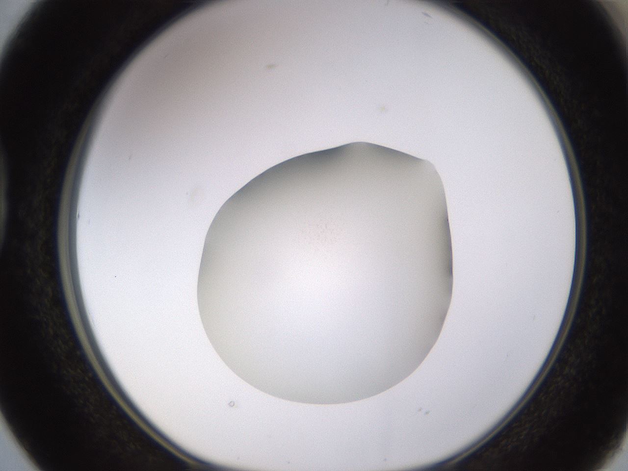 folderID396_plateID1396_batchID5051_wellNum38_profileID1_d1_r85111_ef.jpg