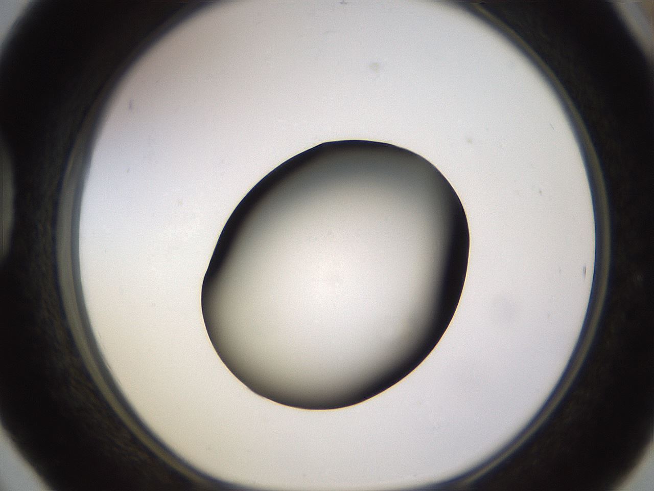 folderID396_plateID1396_batchID5051_wellNum42_profileID1_d1_r85115_ef.jpg