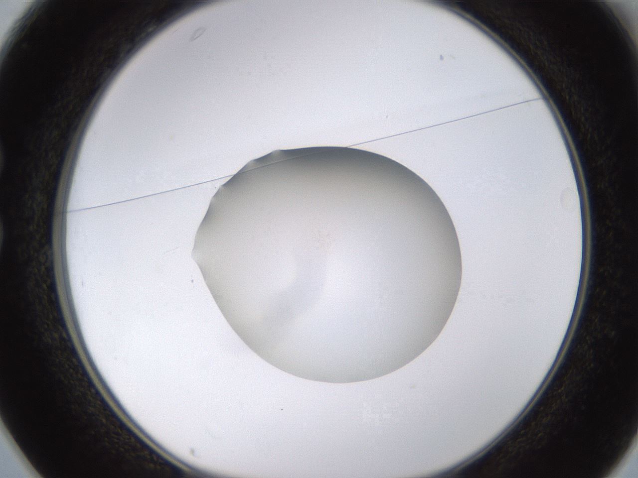 folderID397_plateID1397_batchID5053_wellNum25_profileID1_d1_r85194_ef.jpg