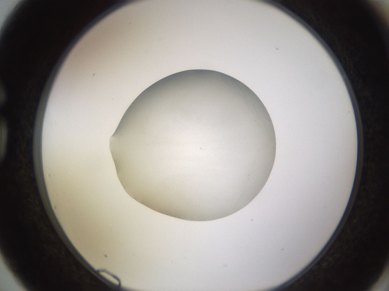 folderID397_plateID1397_batchID5053_wellNum75_profileID1_d1_r85244_ef.jpg