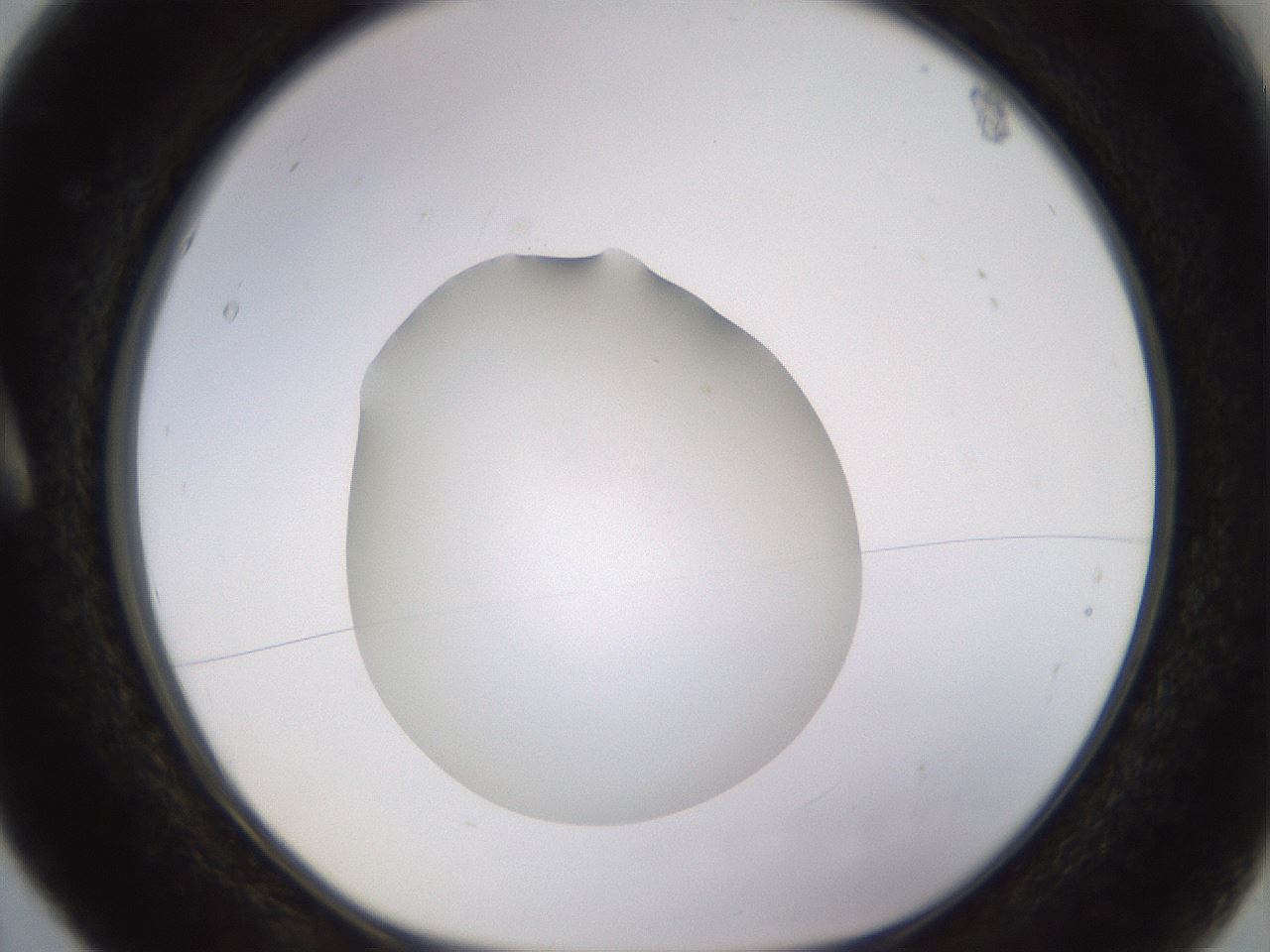 folderID396_plateID1396_batchID5051_wellNum5_profileID1_d1_r85078_ef.jpg