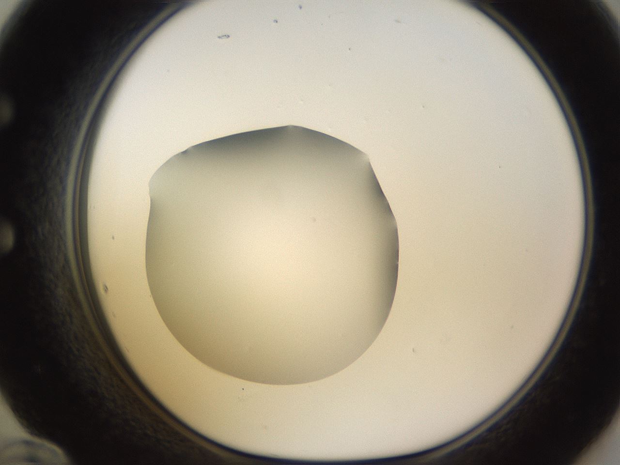 folderID396_plateID1396_batchID5051_wellNum60_profileID1_d1_r85133_ef.jpg