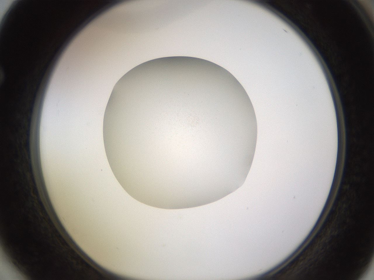 folderID396_plateID1396_batchID5051_wellNum64_profileID1_d1_r85137_ef.jpg