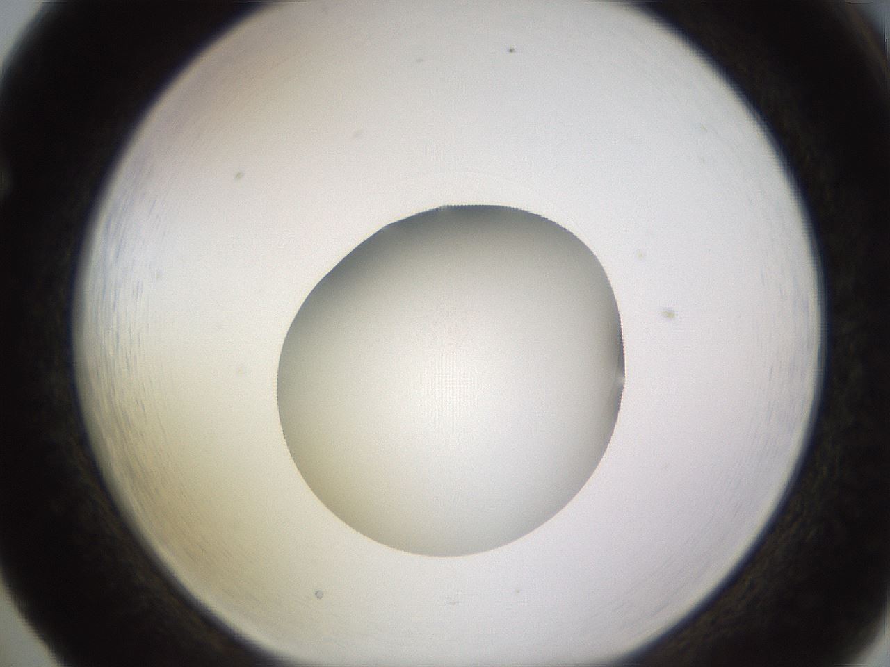 folderID396_plateID1396_batchID5051_wellNum65_profileID1_d1_r85138_ef.jpg