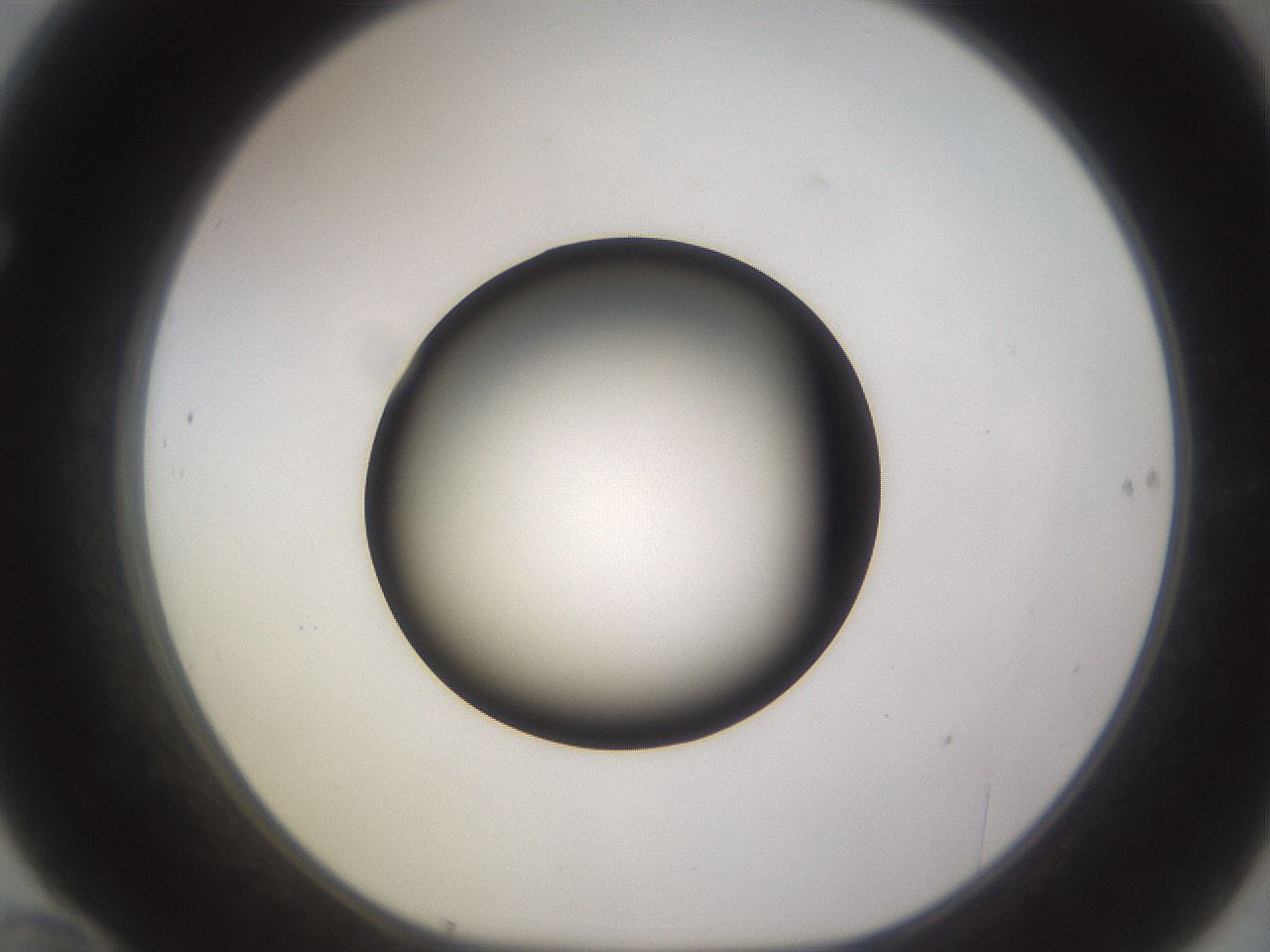 folderID396_plateID1396_batchID5051_wellNum70_profileID1_d1_r85143_ef.jpg