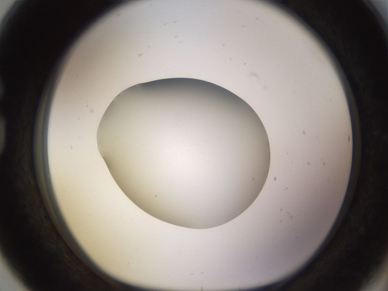 folderID396_plateID1396_batchID5051_wellNum80_profileID1_d1_r85153_ef.jpg