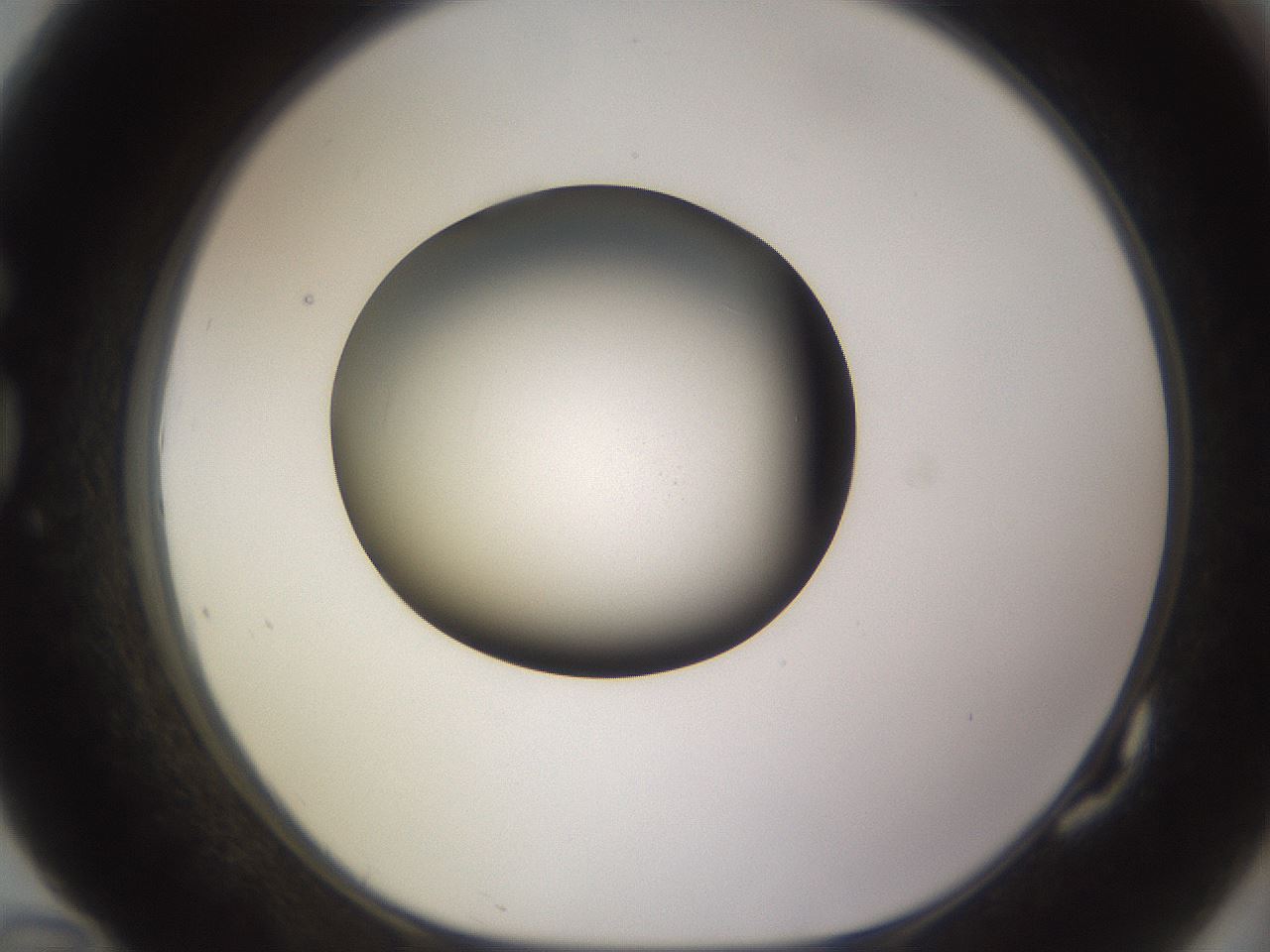 folderID396_plateID1396_batchID5051_wellNum82_profileID1_d1_r85155_ef.jpg