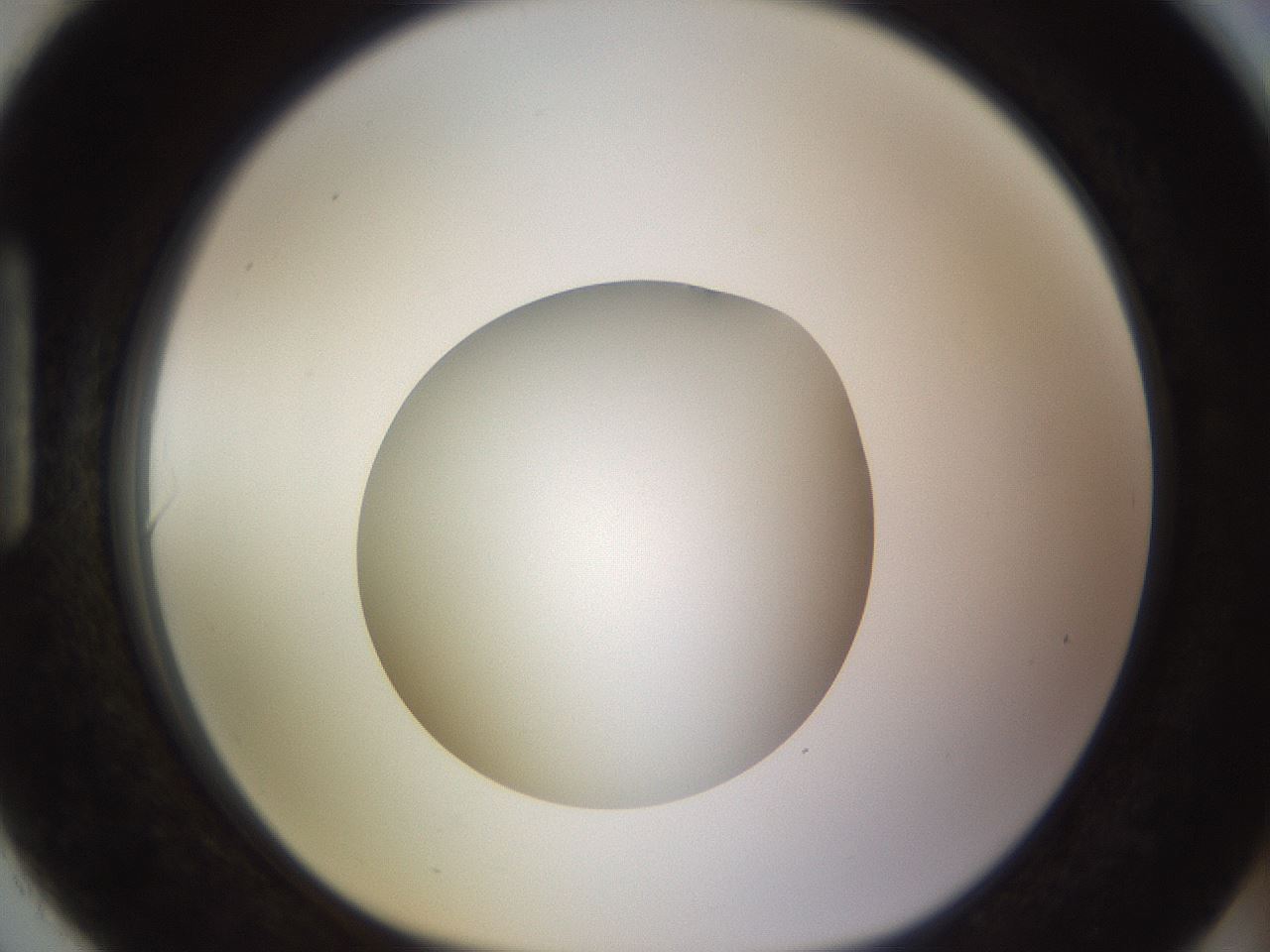 folderID396_plateID1396_batchID5051_wellNum90_profileID1_d1_r85163_ef.jpg