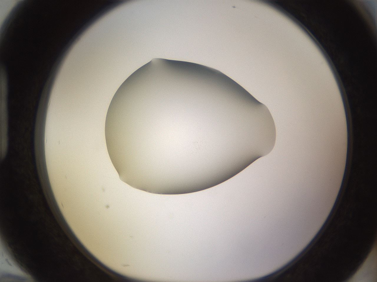 folderID396_plateID1396_batchID5051_wellNum94_profileID1_d1_r85167_ef.jpg