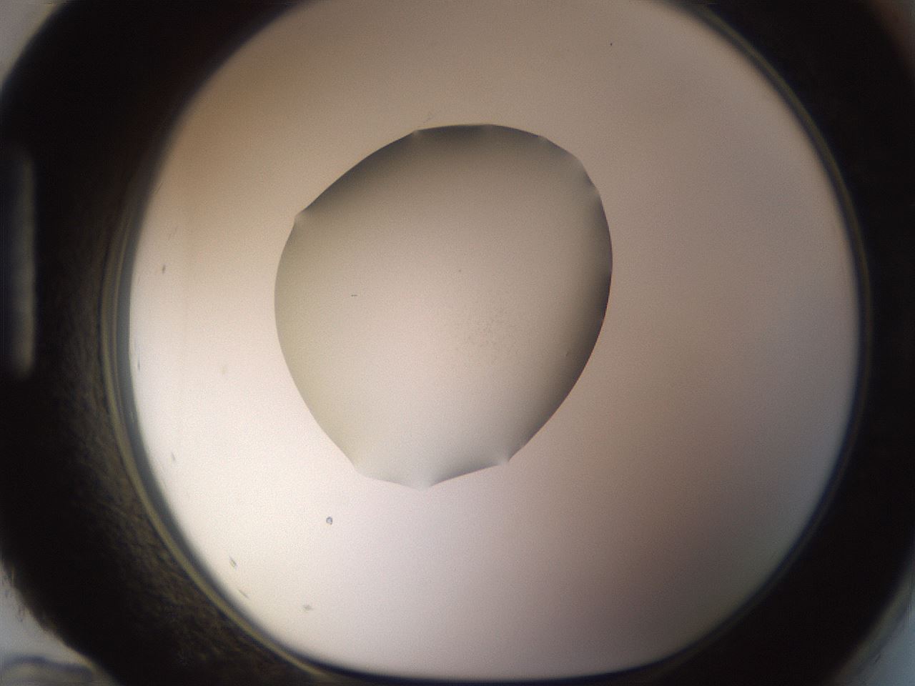 folderID396_plateID1396_batchID5051_wellNum96_profileID1_d1_r85169_ef.jpg