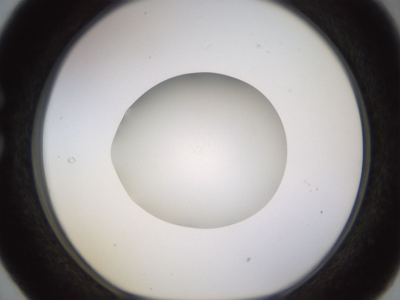 folderID397_plateID1397_batchID5053_wellNum29_profileID1_d1_r85198_ef.jpg
