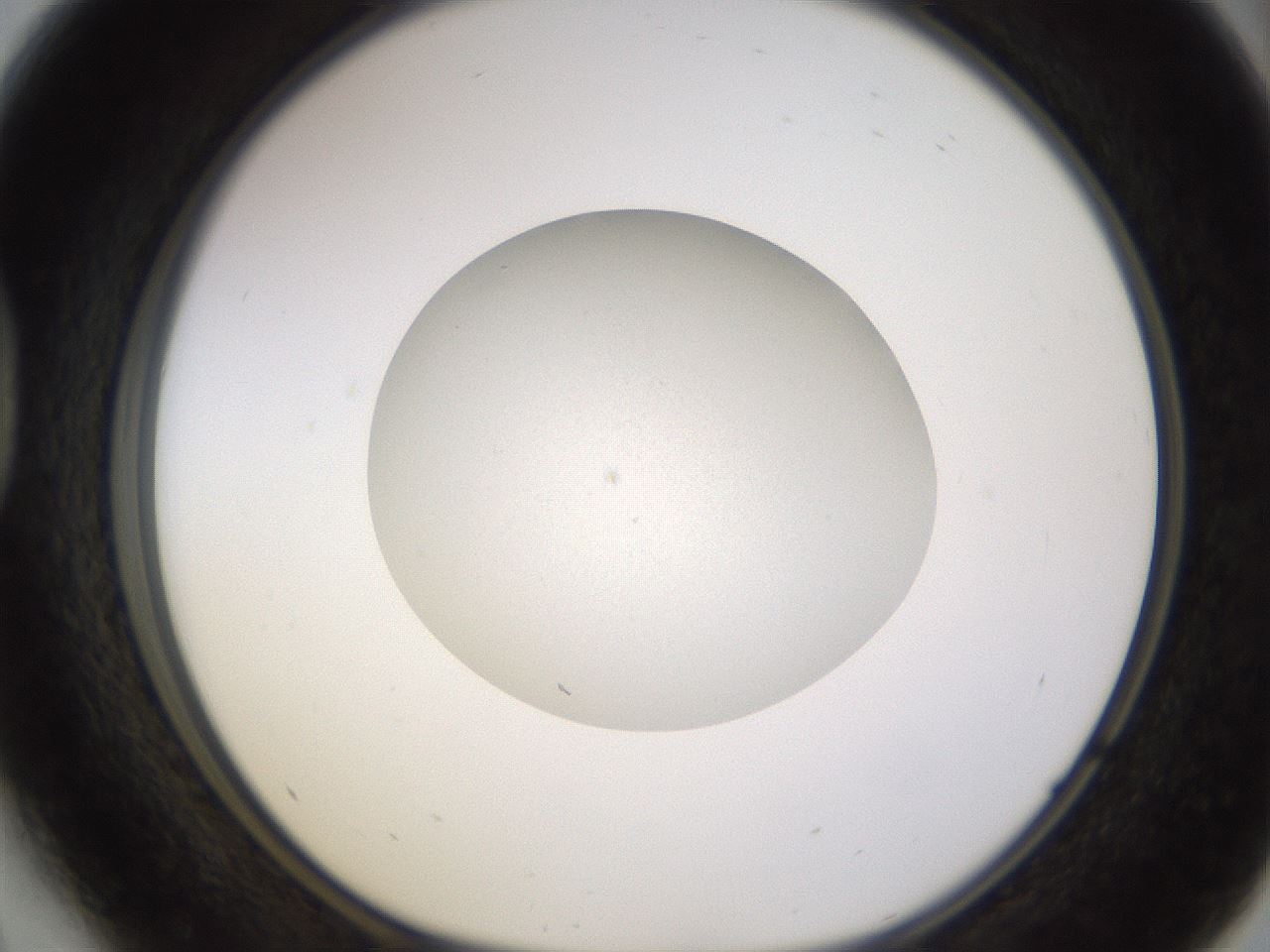 folderID397_plateID1397_batchID5053_wellNum41_profileID1_d1_r85210_ef.jpg