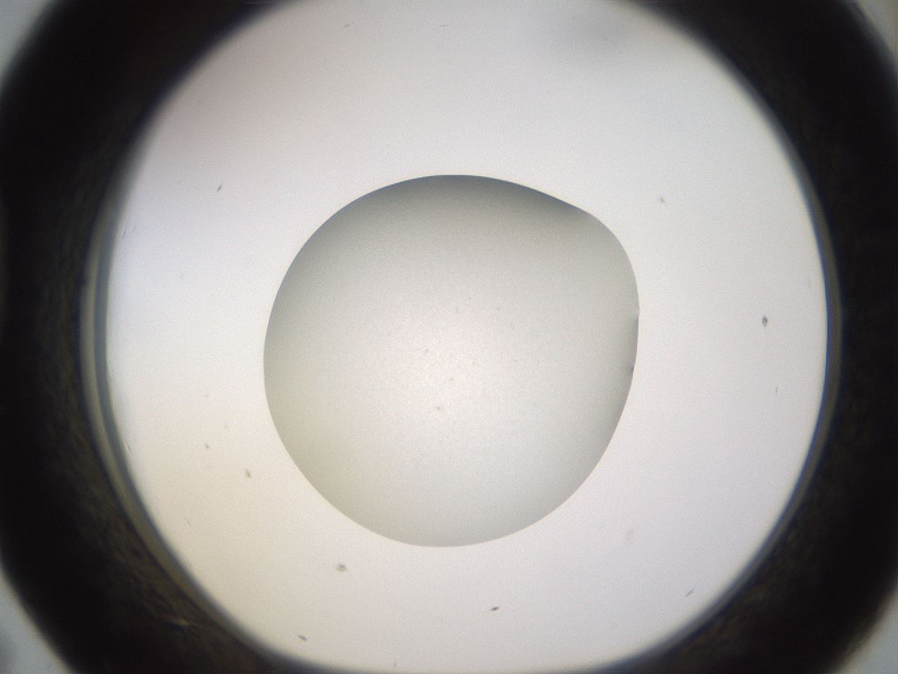 folderID397_plateID1397_batchID5053_wellNum43_profileID1_d1_r85212_ef.jpg