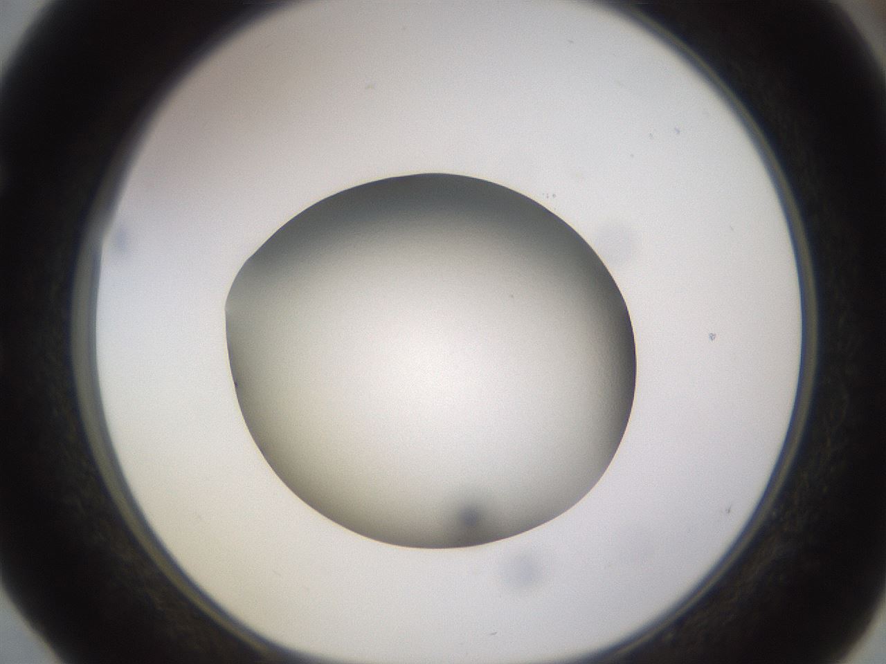 folderID397_plateID1397_batchID5053_wellNum52_profileID1_d1_r85221_ef.jpg