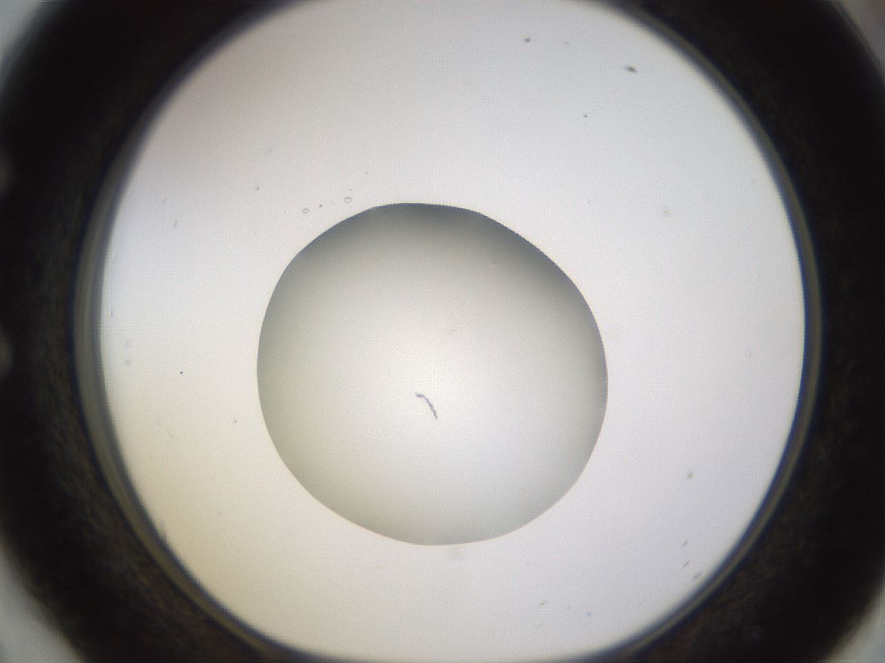 folderID397_plateID1397_batchID5053_wellNum54_profileID1_d1_r85223_ef.jpg