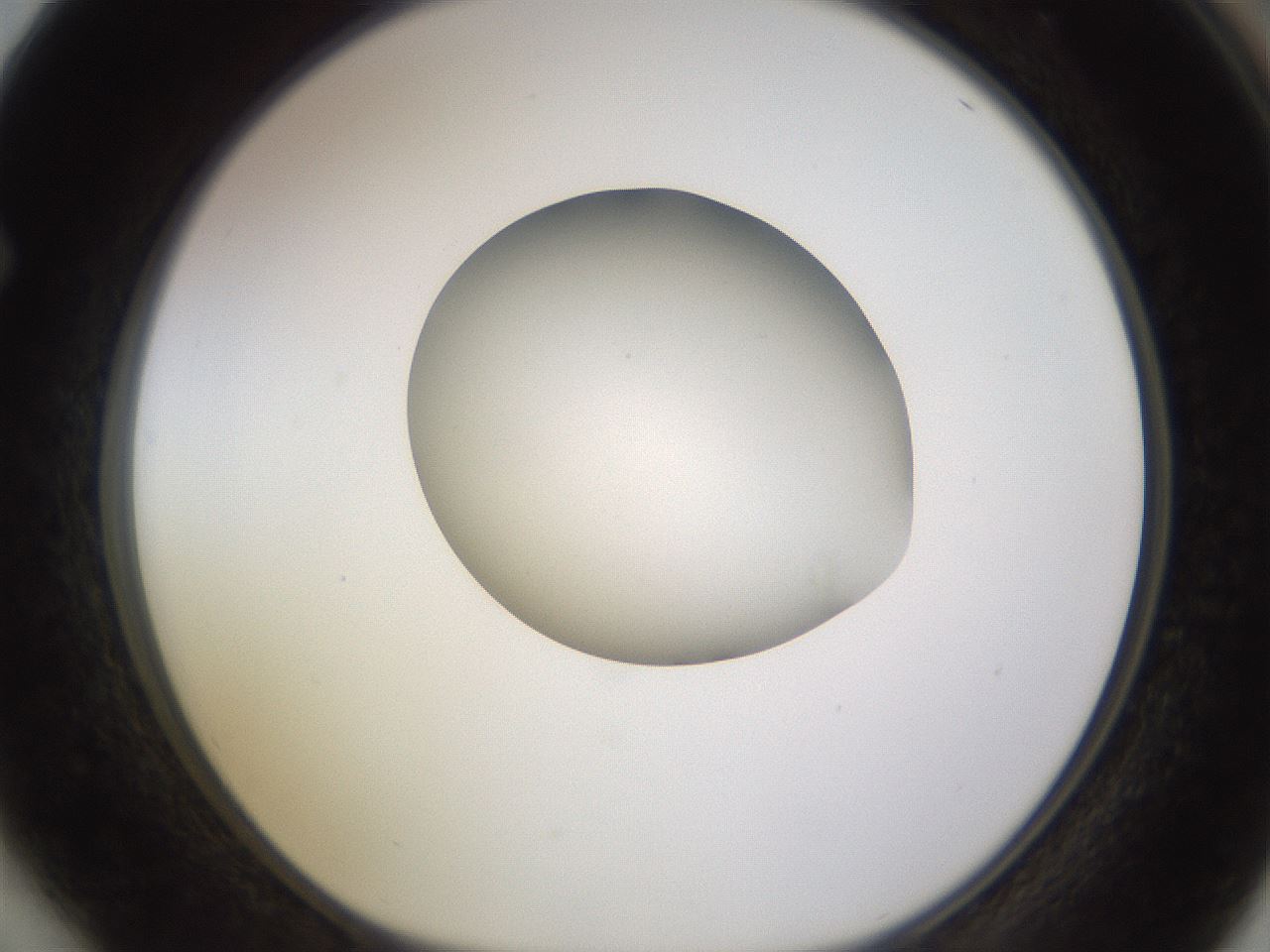 folderID397_plateID1397_batchID5053_wellNum64_profileID1_d1_r85233_ef.jpg